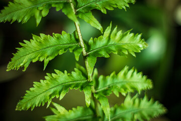 close up of green leaves