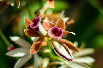 Funnel Orchids, Macro, Glossy Abelia, Linnaea.