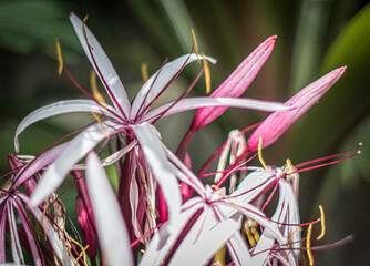 Giant Spider Lily, Macro, Crinum, amabile, agustum, superbum.