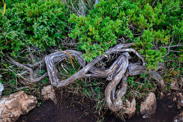 Bent juniper trunk. Natural background.