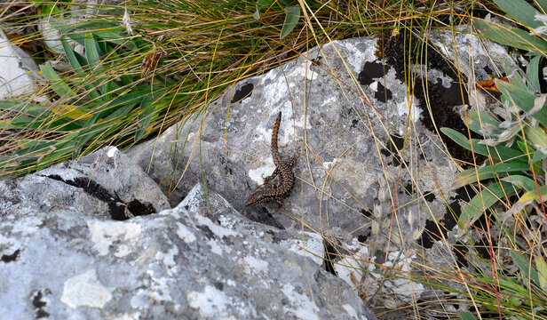 Lizard on a rock covered with lichen.