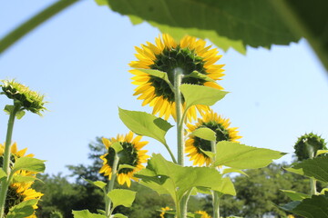 sunflower in the field