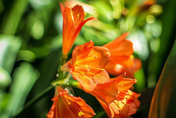 orange bush lily, Kaffir lily, Bush lily, Thong lily, Natal lily, Clivia miniata 'Solomone Variegated pastel'