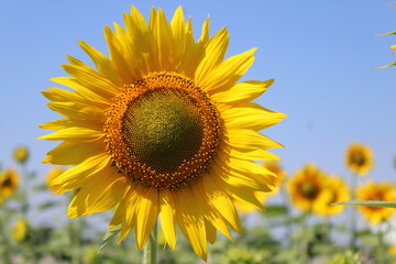 sunflower on the field