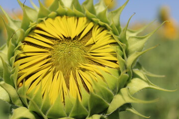 yellow sunflower on green background