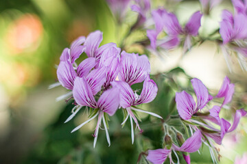 purple flowers in the garden, Pelargonium cordifolium, heartleaf geranium.