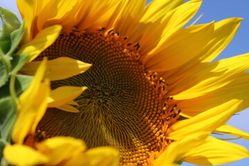 sunflower yellow