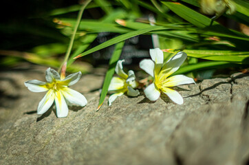 Tulip on the rock, Flower on the rock, Tulip Dasystemon Tarda