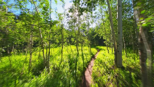 Forest meadow point of view walking on Sunnyside Trail in Aspen, Colorado in Woody Creek neighborhood in morning of early 2019 summer with dirt road path