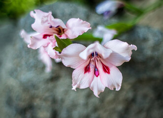 Two pink iris in shade, Iris sibirica.