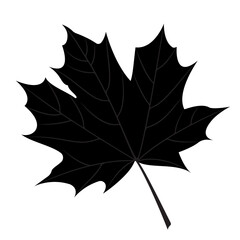 Maple leaf silhouette. Vector illustration of an element for decoration and design.