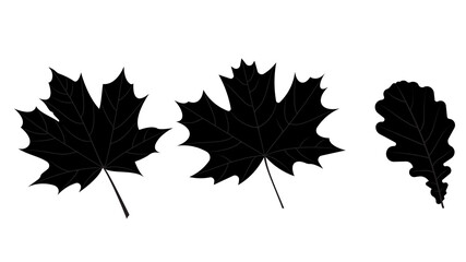 Maple leaf and oak leaf. Silhouettes. Vector illustration of an element for decoration and design.