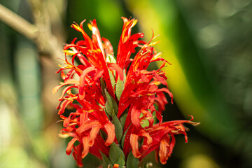 Close up on bushy red flower, Cardinal Flower, Red Lobelia, fulgens, meridionalis, splendens, graminea.