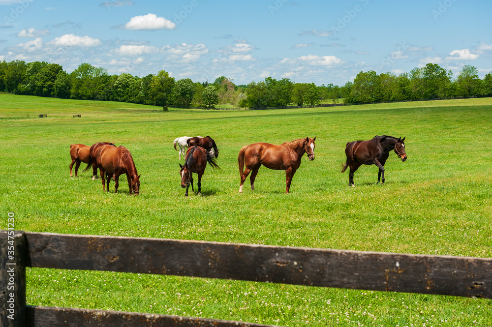 Wall mural Horses on a Kentucky horse farm