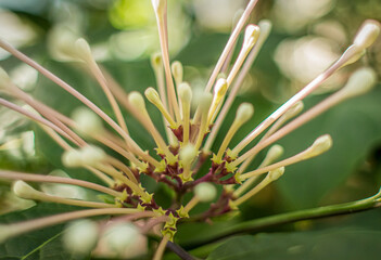close up of a flower, macro, Parrotiopsis Jacquemontiana, invlolucrata, fothergilla, cotton swab.