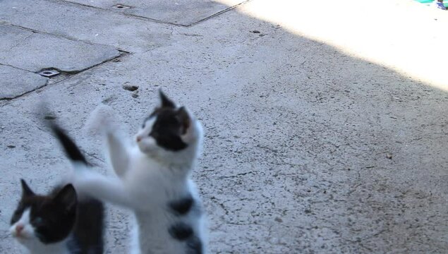 Un gato detr&aacute;s de unos aud&iacute;fonos 