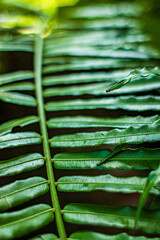 green leaf texture, Acrostichum Danaeifolium, Giant Leather Fern.