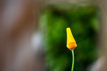 Mohnblume Mohn Poppies Gelb Blüte Blume Bokeh Offenblende Natur Makro 