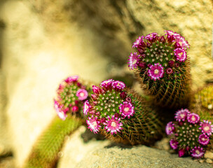 Group of Cactus, Mammillaria, Biznaga Espinosa, Red-Headed Irishman, Irish Red-Head.