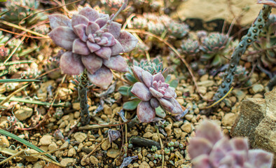 Two light pink succulents, Echeverias. 