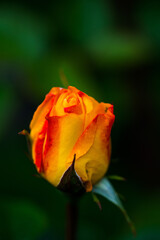 Gelbe Rose Portrait Makro Natur