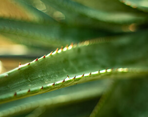 Aloe x delaetii, evergreen, Aloe, Close up.
