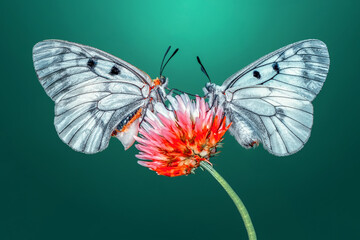 Closeup beautiful butterfly sitting on the flower.