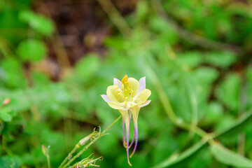 Obraz premium Blue and Yellow Columbine Flower