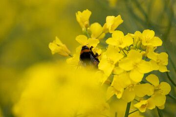 Hummel, Biene bestäubt die Rapsblüten