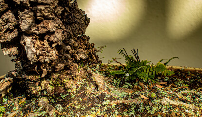 Tree Bark, Bonsai, Sunset in pottery
