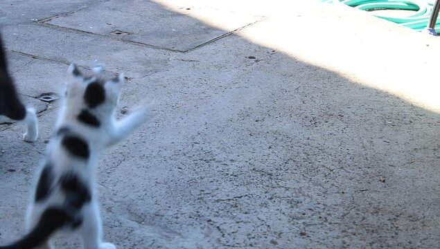 Un gato detr&aacute;s de unos aud&iacute;fonos 