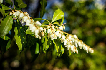 Pieris Japonica, Hybrid Andromeda, Forest Flame, Lily of the valley bush, heather at sunset.