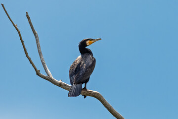 Great Cormorant (Phalacrocorax carbo) in Nature. A Great Cormorant on a branch.