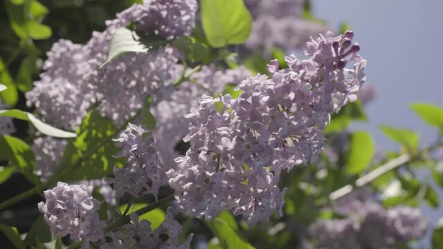 lilac blooms, close up view from side, slowly lilac leaves shaking in windy, sun light
