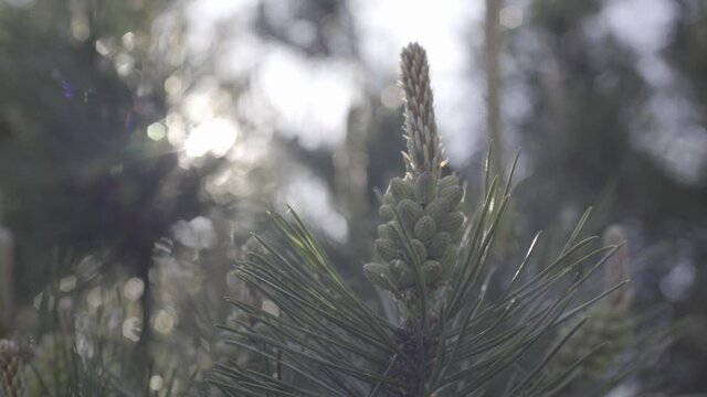 Pine blossom, close up view from side, slowly Pine flower needles shaking in windy, sun light lense flare
