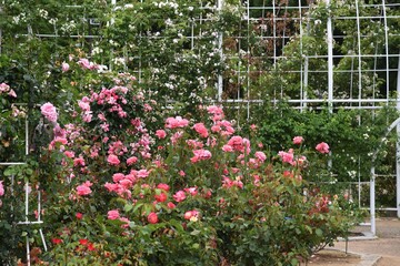 Fototapeta na wymiar A rose garden with roses in full bloom.