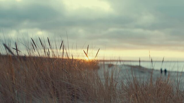 Beautiful violet sunset at beach sand with dry grass. Blue sky sunset at sand landscape