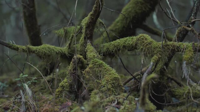 Latvian National park forest wood moss on old wood, tree branch. Dark atmosphere