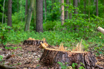 Lonely stumps after logging