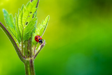 Ladybug sitting on the leafs of the nettle.