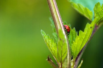 Ladybug climbing down the nettle.