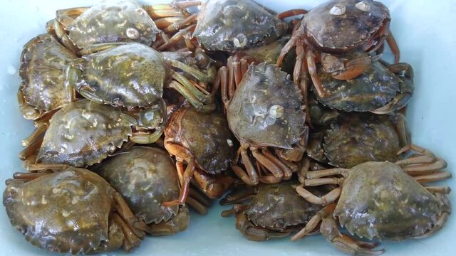 closeup live crabs crawling in container