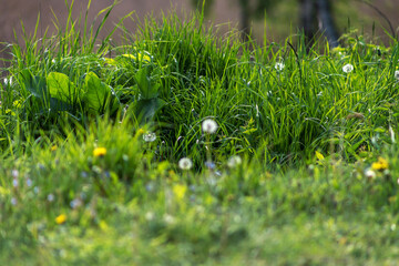 yellow and blue meadow flowers. Small variegated flowers in a clearing. Spring flowers. A summer meadow. Artistic blur.