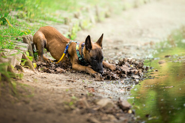 Malinois - owczarek belgijski. Bawiący się szczeniak © nitka_zaplatana