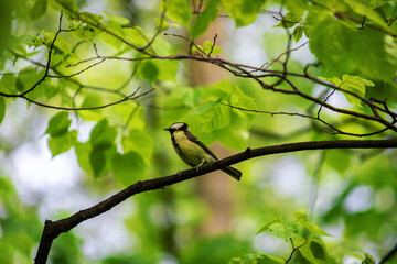 Tit bird on a branch close up. Lives throughout Europe, the Middle East, Central and North Asia, in some parts of North Africa.