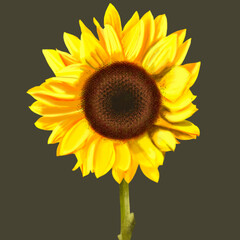 GIRASOL