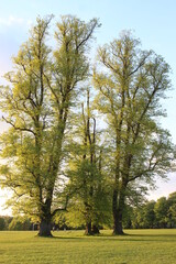 Watford Cassiobury park