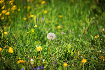 white dandelion in the field. One flower on a green blurred background. Spring field flower. Weed on the lawn.