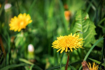 Yellow dandelion in the field. Flower on a green blurred background. Beautiful bokeh.
