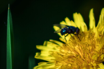 Yellow dandelion in the field. Flower on a green blurred background. Beautiful bokeh. A fly on a dandelion.